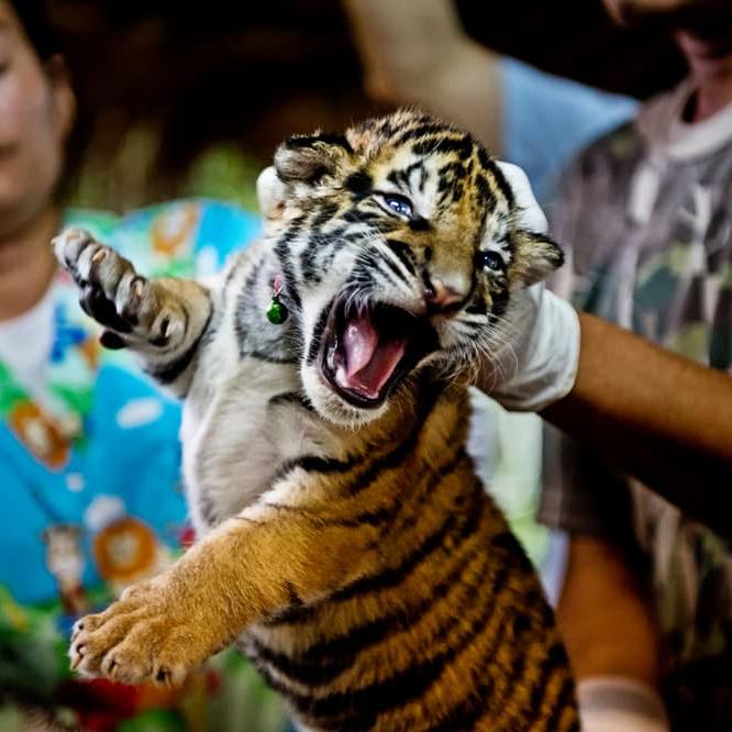 Tiger cub seized from smugglers