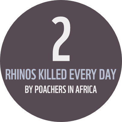 2 Rhinos Killed Every Day By Poachers In Africa