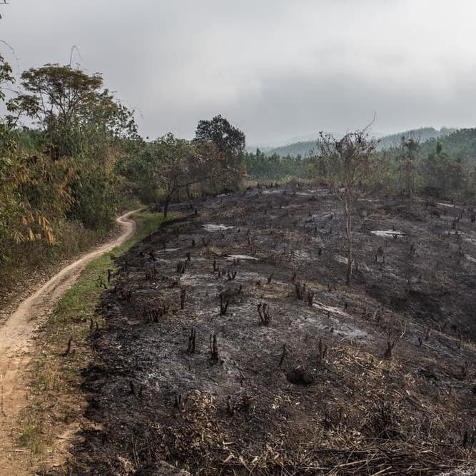 40 acres of land in the area burned, in order to replace it with betal-nut plantation.