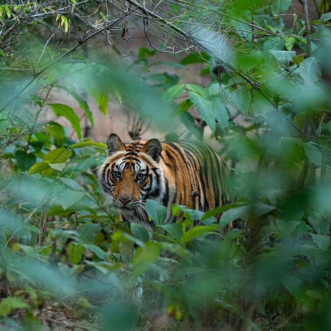 Tiger at Bandhavgarh National Park, India