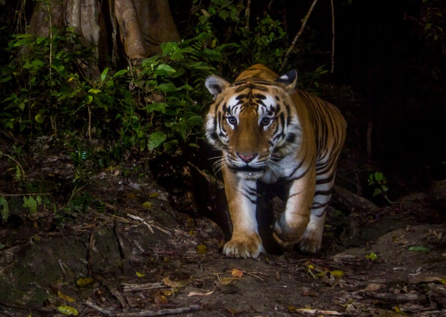 Tiger photographed in Nepal