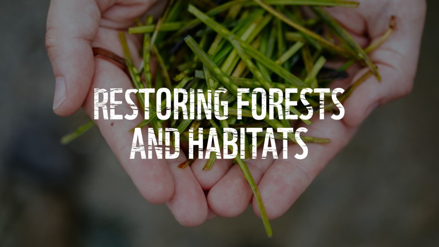 Closeup of seagrass seeds collected by volunteers Text Overlay: Restoring Forests & Habitats