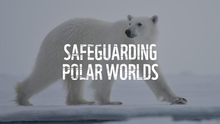 Polar bear searching for food Text Overlay; Safeguarding Polar Worlds