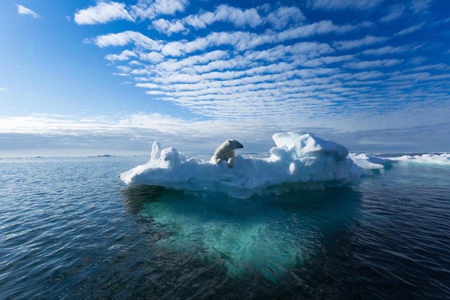 Polar Bear On Ice Berg