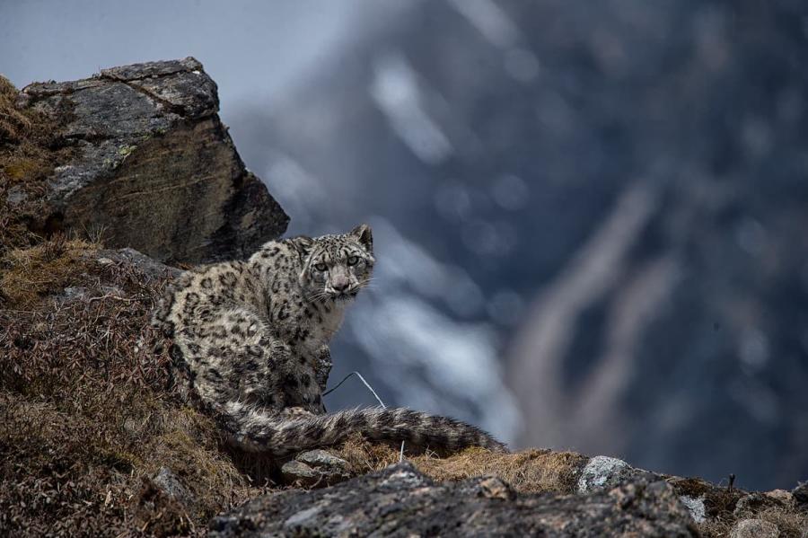 snow leopard in Kangchenjunga Conservation Area