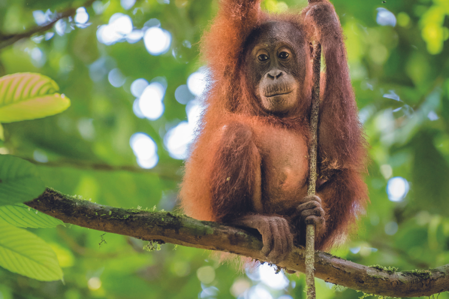 Bornean orangutan