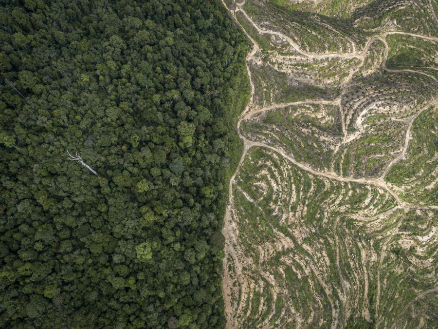 Sabah Softwoods plantation in Sabah, Borneo, Malaysia