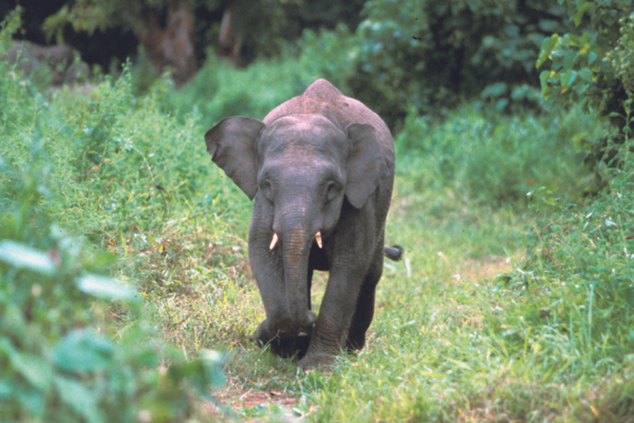 Pygmy Elephant