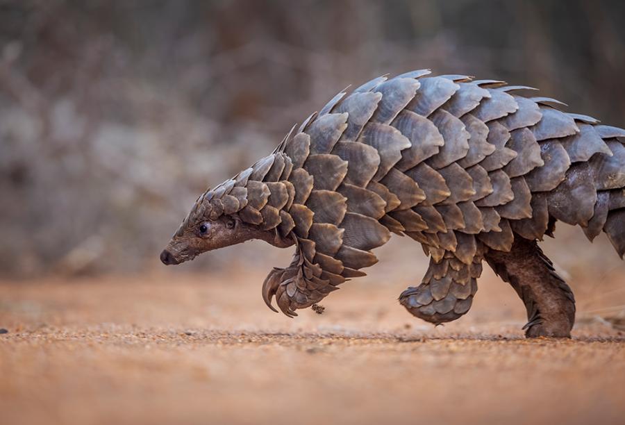  Temminck's ground pangolin foraging in South Africa