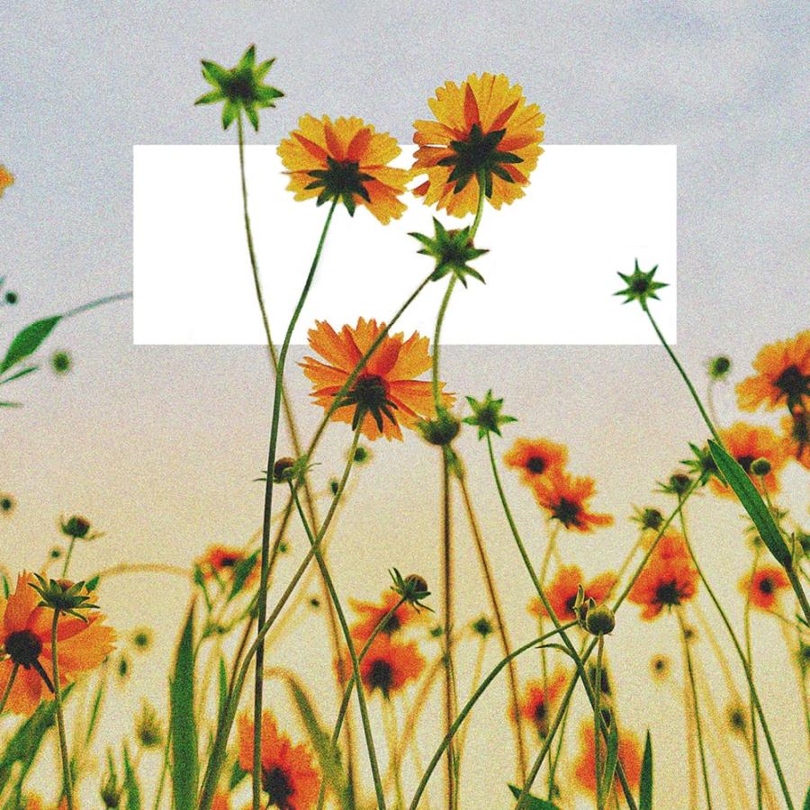 Orange wildflowers