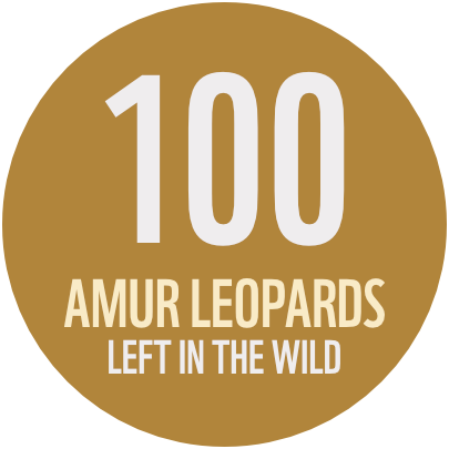 100 Amur Leopards Left in the wild