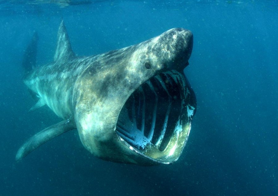 Basking Shark