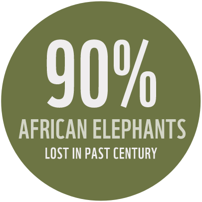 elephant1