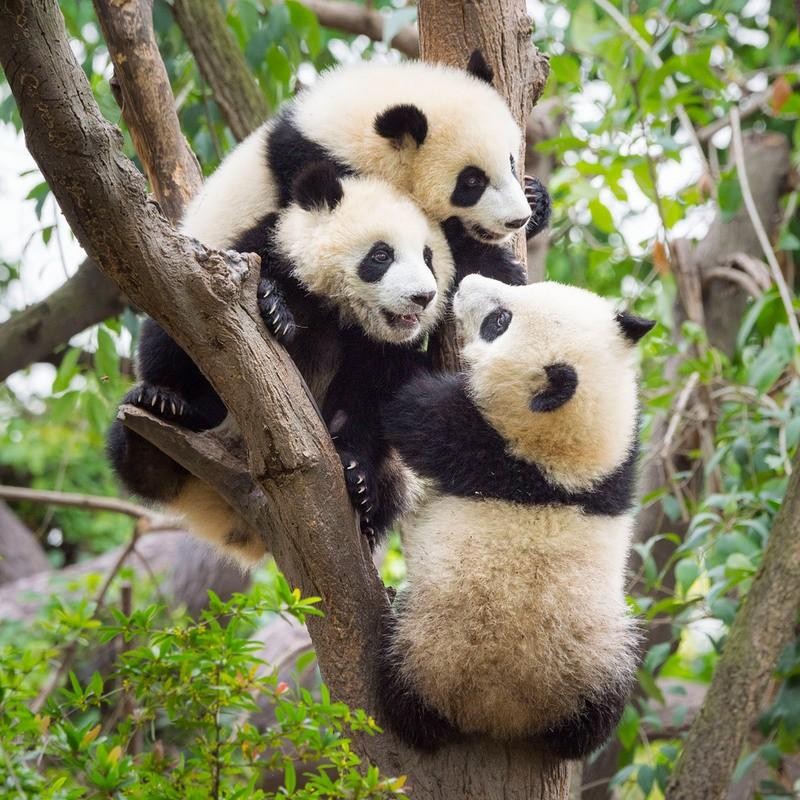 DIY Fundraising Pandas