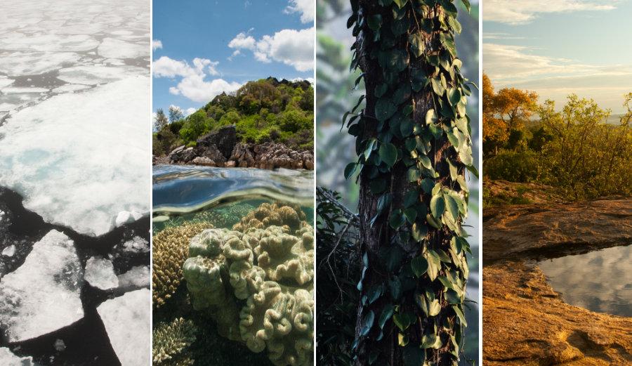 4 panels of Ecosystems WWF work in - Arctic, Oceans, Rainforest, Masai Mara