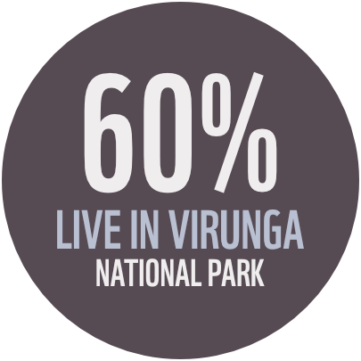 60% of gorillas live in virunga national park