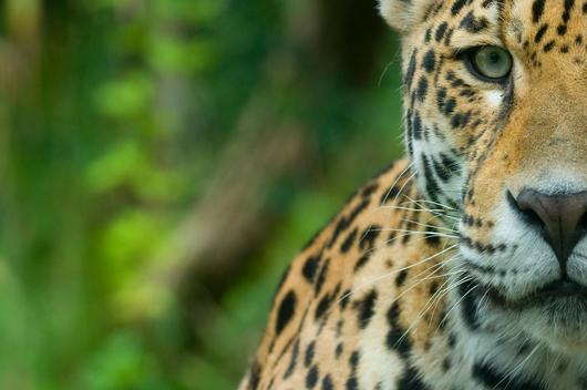 Jaguar (Panthera onca) close-up head portrait