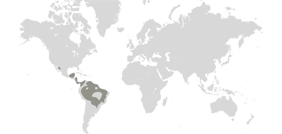 Jaguar Map