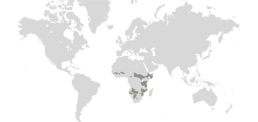 Lion Map