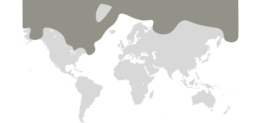 Polar Bear Map