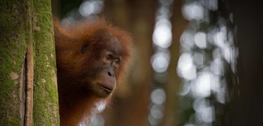 Orangutan