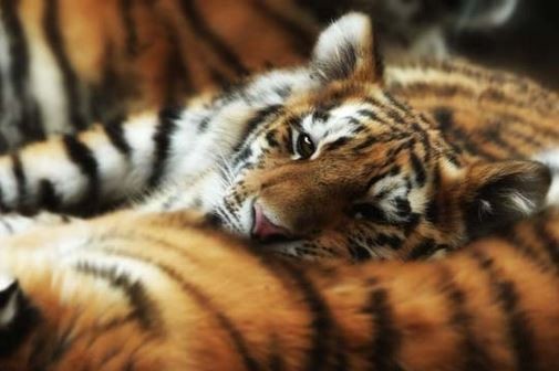 sleeping tiger