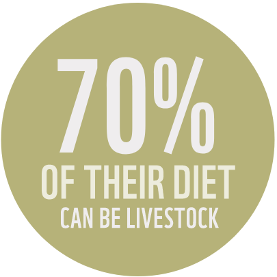Snow leopard livestock stat