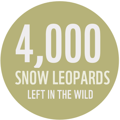 snowleopard4
