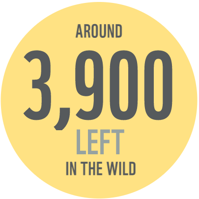 Tigers in the wild stat