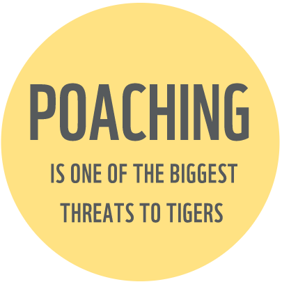 Tiger poaching fact