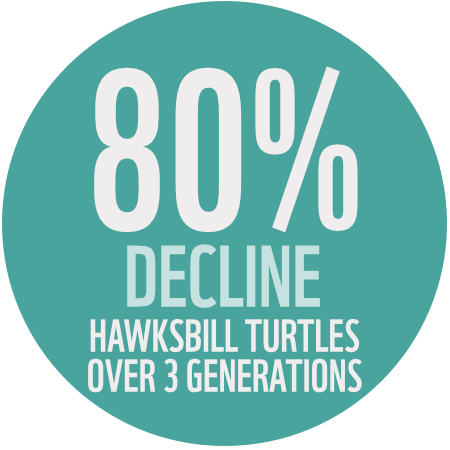 80% Decline in Turtles over 3 generations