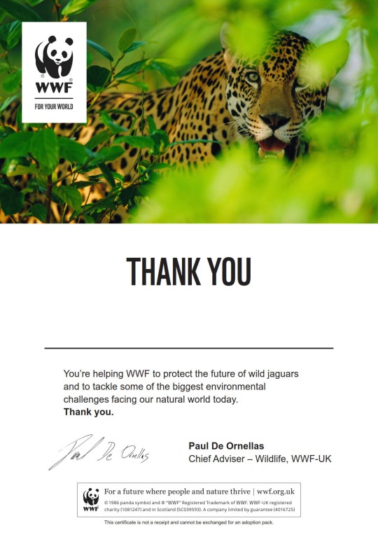 Letter thanking supporter for adopting a jaguar with WWF