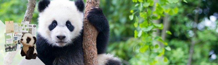 close up of panda climbing tree with adoption pack contents graphic superimposed