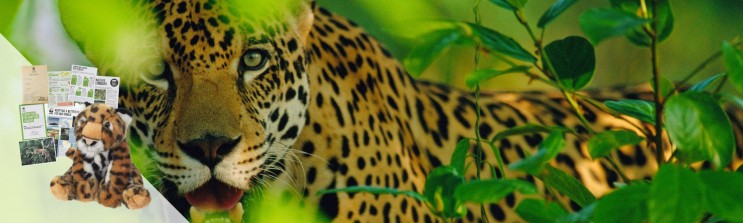 close up of jaguar walking through leaves with adoption pack contents graphic superimposed 