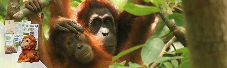 Orangutan parent with child looking at camera with adoption pack contents graphic superimposed