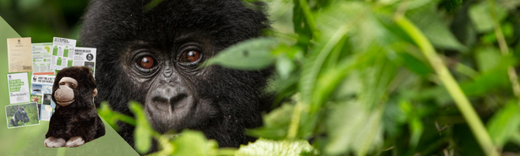 a baby mountain gorilla peaks out from behind some vegetation 