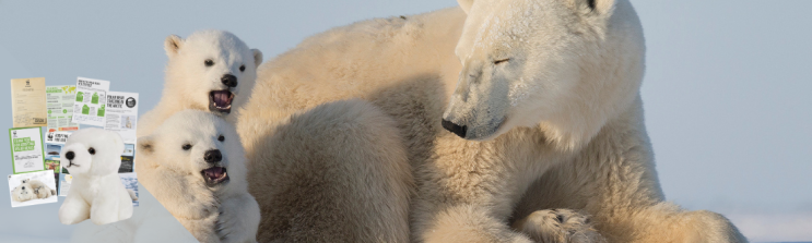 Polar bear sow sat next to her two cubs as they playfight