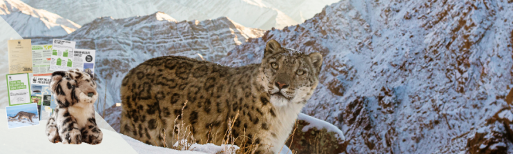 Camera trap image of a snow leopard high up in the mountains