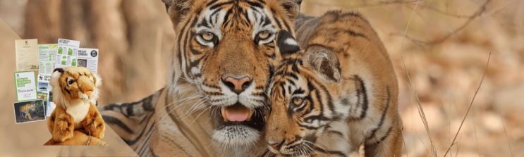 A tiger lying down while her cub nuzzles her