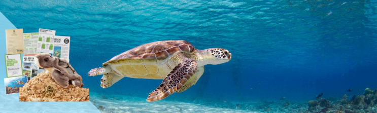 A turtle swimming in shallow sunlit waters 