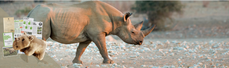 A solitary black rhino walking 