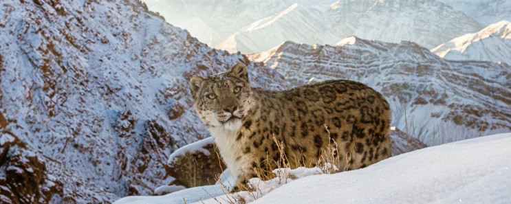 Camera trap image of a snow leopard high up in the mountains