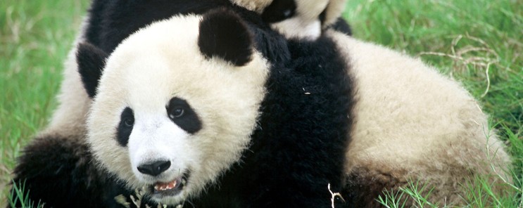 Close up of panda lying down in the grass and looking to the left