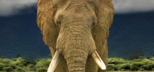 Elephant walking through grass