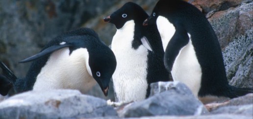 Close up of three penguins