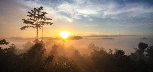sunset view above canopy of tun mustapha park