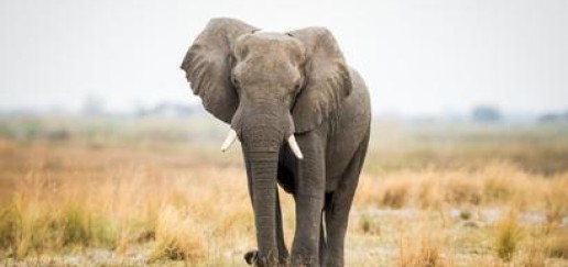 African Elephant walking in Bwabwata National Park 