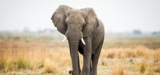 African Elephant in Bwabwata National Park 