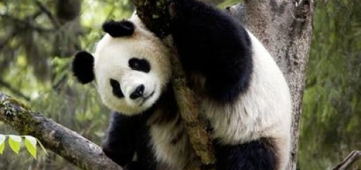 Giant Panda in a tree holding onto a branch