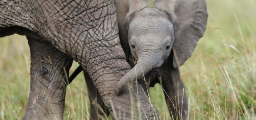 Elephant calf next to mother